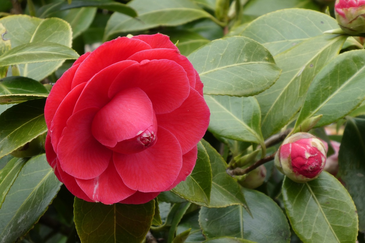 茶花股份，綻放的潛力與未來展望展望